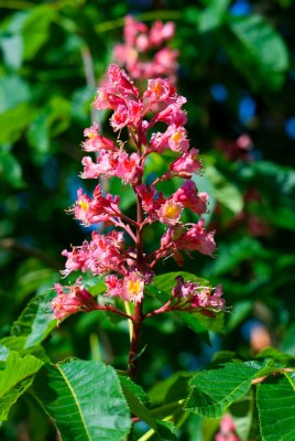 Aesculus x carnea 'Briotii' - jírovec pleťový - květ